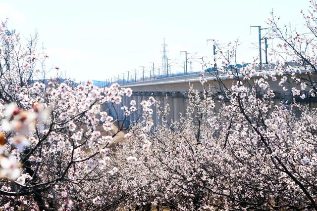 朝阳 浪漫来袭，邂逅“开往春天的列车”
