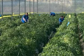 种业创新，辣椒中的“爱马仕”有了亲民版图片