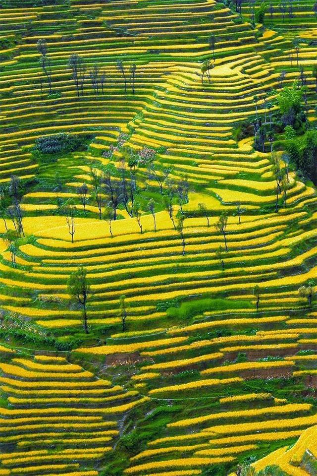 旅居红河 畅享四季丨秋日，与周笔畅共赴一场千年梯田的丰收之约