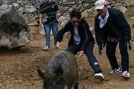 北青快评 | “徒手逮猎”旅游项目“抓偏”了图片