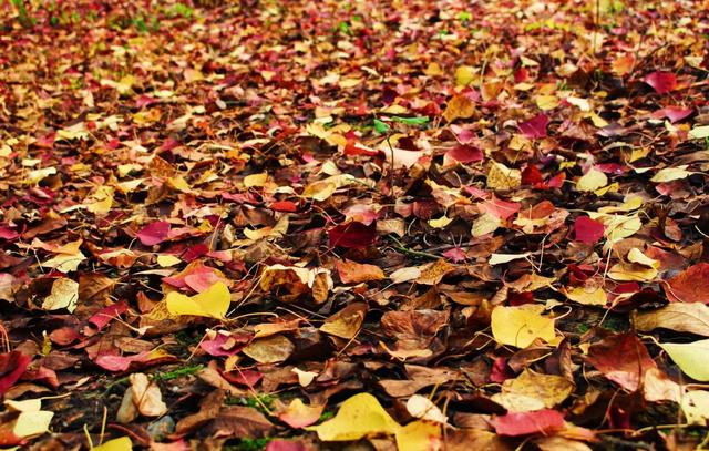 晚潮｜风吹乌桕