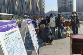 桑植县：“一站式”服务让狗狗也有了“身份证”图片