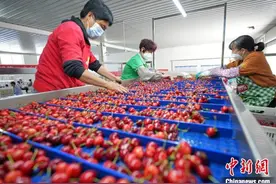 山东烟台：大樱桃迎来产销旺季图片