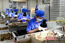 广西容县：鸡苗生产“踏春”提速图片