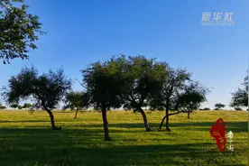 千城百县看中国｜内蒙古：古榆与落日图片