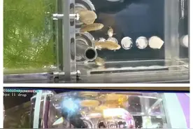 养鱼养虫养霉菌，中国空间站“神秘乘客”上新图片