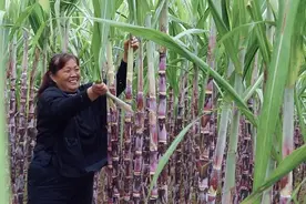 何以内江？看千年“甜”字在“蔗”里的当代诠释｜美好生活在“蔗”里图片