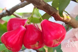 阳西溪头莲雾抢“鲜”上市图片