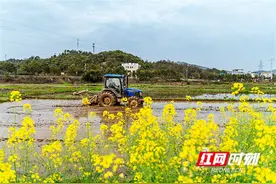 湖南东安：春分到 农事忙图片