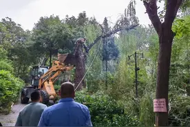 工人伐树小斑鸠意外掉落，居民暖心搭巢救助斑鸠一家图片