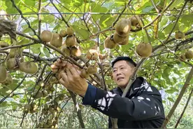 神农架：猕猴桃香硕果累 满园“丰”景采摘忙图片