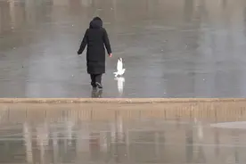 鸽子被风筝线缠住，女子穿过冰面解救，公园：园内禁止放风筝，已清理风筝线图片