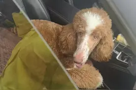 走失巨贵犬跑上机动车道，岳麓交警带回岗亭盼主人接回家图片