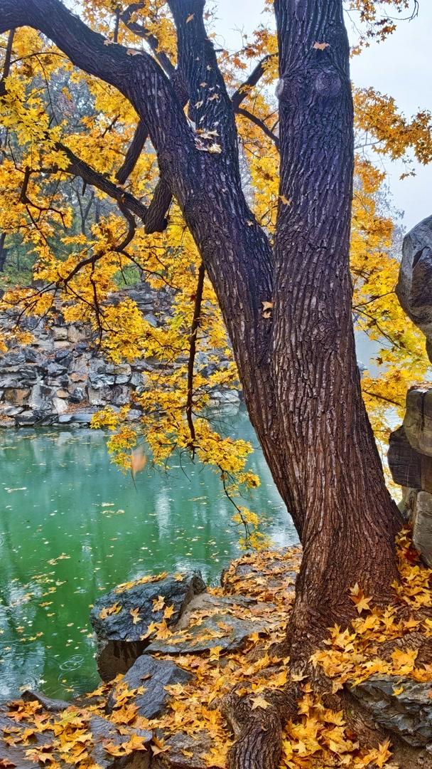 雨落颐和园后溪湖，秋色染透一地金黄