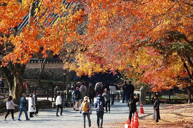 节后机票“跳水”低至0.8折，性价比拉满！“捡漏”机会来了