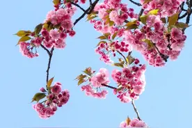 春天花会开，一起去赏赏！2024泉城春季赏花指南公布图片