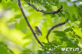 长沙首现湖南鸟类新纪录种——堪察加柳莺图片