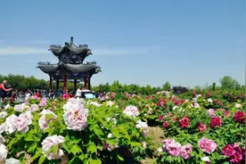 菏泽火了！曹县汉服+牡丹簪花成春日顶流，本地人：菏泽你让我陌生图片