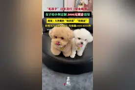 “毛孩子”过年流行“穿金戴银”，女子给小狗定制2000元黄金挂坠图片