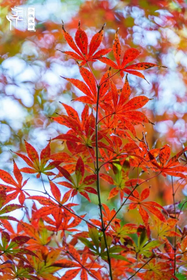 美“枫”了，快来赏！