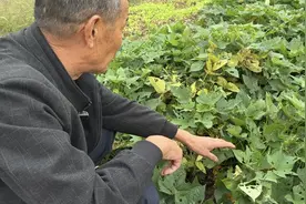 阳光政务｜简阳一农户田地里遭遇“虫子大军”  怎么办？图片