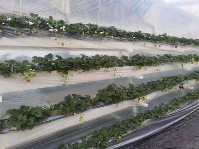 现代农业与田园风光交织，金山推出周末休闲新路线