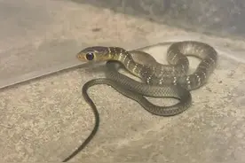 广西官宣：这10种野生动物可以人工养殖！图片