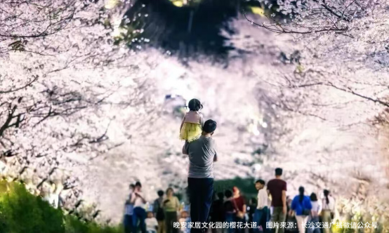 长沙赏樱好去处，这份指南请收下！奔赴城市“限定款”浪漫，不负春日好时光