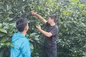 牛油果：从“洋水果”到“土特产”图片