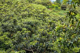 果香四溢！贵州毕节七星关区五星枇杷成熟上市图片