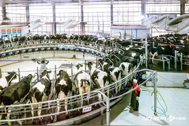 挤奶名场面！广州智慧牧场奶牛排队“打工”，转一圈就能收工图片