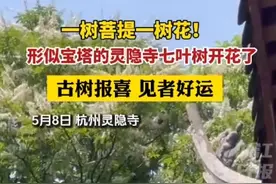 灵隐寺的七叶古树开花了：一树菩提一树花，花簇远看似宝塔图片