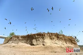 记者走基层丨滹沱河沙岛上的崖沙燕回来了图片