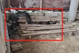 瑟瑟发抖！40斤巨蟒潜入鸡舍，吃饱后休息被生擒图片