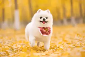 销量增长超1200%！不少人每月花费上千元，真有用还是“智商税”？图片