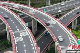 杭州“高架花廊”靓丽 探访浪漫花路“后花园”图片