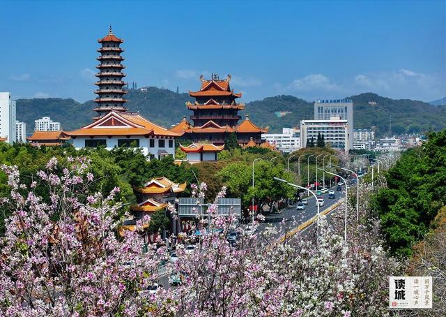 读城｜工业路上羊蹄甲 花开花落近“不惑”