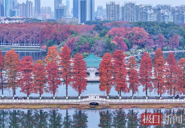 武汉东湖杉树“红”出圈！限定皮肤美到开挂