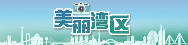 肇庆最大落羽杉群进入最佳观赏期，不妨乘一艘玻璃船入画游