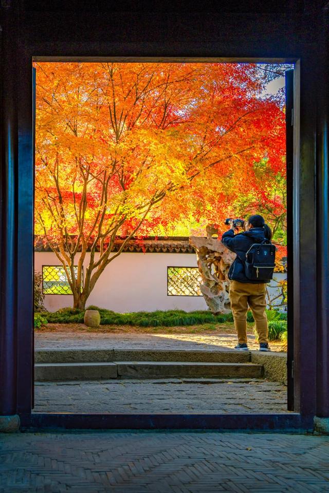 快冲！醉白池枫叶“皮肤”已更新至最美限定款