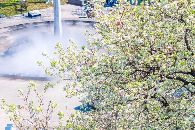 南京玄武湖公园火爆全网的这株树，开花了