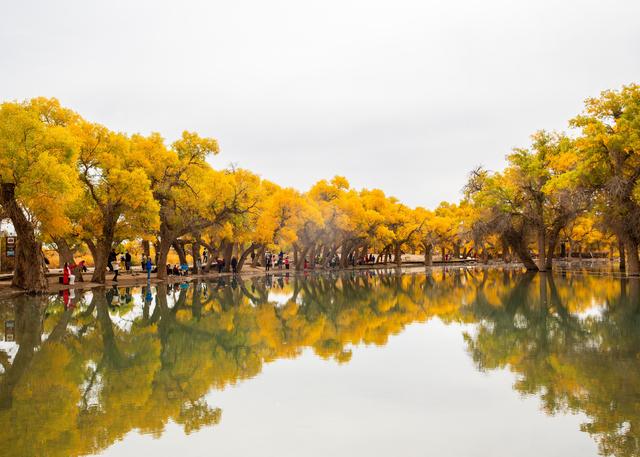 金色胡杨 装点大地