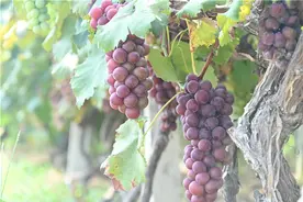 和县：大棚葡萄喜丰收 带动农民忙增收图片