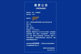 水豚“豆包”出逃已40天，景区追加悬赏图片