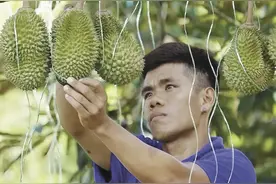 98%精准分级！中国技术让马来西亚榴莲告别“盲盒”图片