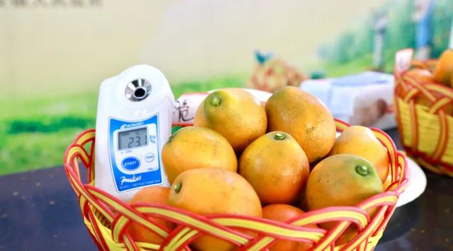 今日开赛！“我是融安金桔王”擂台赛（初赛）开启