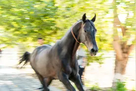 （国际）土库曼斯坦的汗血马图片
