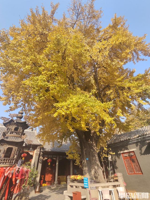 90%青岛人都不知道，市区藏着1300余岁古银杏，现在到了它最美的季节