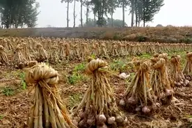 大蒜的收获季节图片