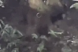 猴子抢食致男孩从高处摔落？峨眉山景区回应→图片